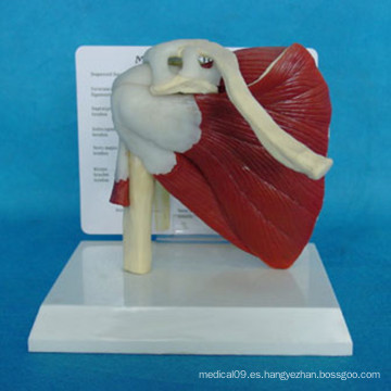 Anatomía Médica de Alta Calidad Modelo de Sistema Muscular Humano (R040103)